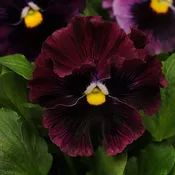 'Frizzle Sizzle Burgundy' Ruffled Pansy (Viola)