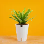 Bird's Nest Fern | medium