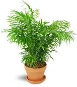 Petite Palm Plant