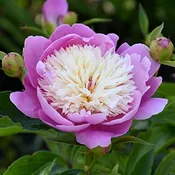 ‘Bowl Of Beauty’ Peony