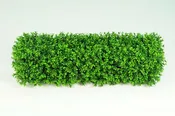 Boxwood Hedge - Small