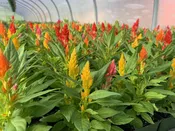 Bedding Plants — Chapmans Flowers 931-363-1542