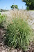 Adagio Maiden Grass (Miscanthus sinensis 'Adagio') - 1 gallon