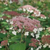 3G Hydrangea Arborescens 'Pinky Pollen Ring' - Smooth Hydrangea - 1013093