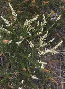 Adenostoma fasciculatum var. fasciculatum - Chamise (Plant)