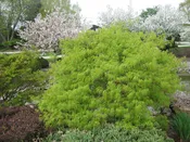Acer palmatum var. dissectum 'Viridis'