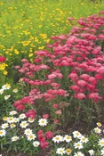 Achillea millefolium ‘Pomegranate’