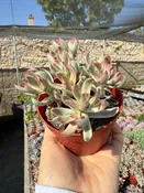 4″ Crassula Rubricaulis Candy Cane
