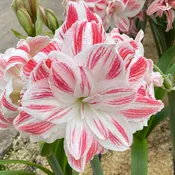 Amaryllis Double Amazing Belle