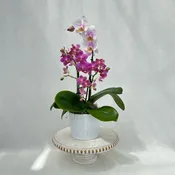 5″ Round Orchid Bowl