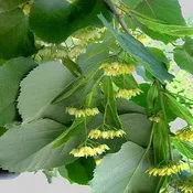 American Linden