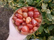 Carnelian Tumbled Stones