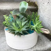 Small Succulent Planter