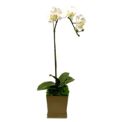 [MSP-Z-ORYE] Resin Mini Square Container Bronze - Artificial Orchid White & Yellow