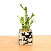 Puzzle Square Vase Black/White 3″ With 5 Lucky Bamboo Stalks