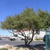 African Sumac Tree