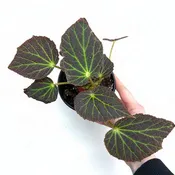 Begonia chloroneura 4"