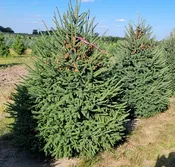 Spruce, ‘Montrose Charm’ White