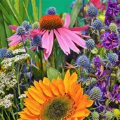 LOCAL Wildflowers in a Vase