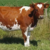 Energy-Gro Heifer Pellet - BT - Conventional