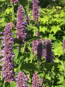 Agastache foeniculum  Anise hyssop   Z 4-8