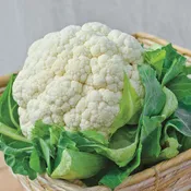 Cauliflower, Snowcrown