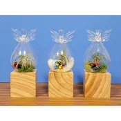 Angel Glass Vase – Ascent With Air Plant