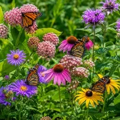 15 Pollinator Plant Collection