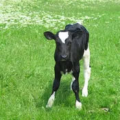 Grafton Calf Starter - Conventional