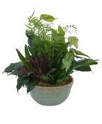 DISH GARDEN IN CERAMIC