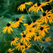 Black Eyed Susan (Rudbeckia) Plants | Two Live Plants | Non-GMO, Hardy Flowering Perennial, Pollinator Favorite