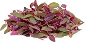 Amaranth, Red Garnett Herb (Amaranthus spp.)