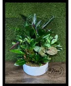 14" CERAMIC DISH GARDEN