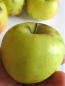 Apple, Grimes Golden — The Farm Between