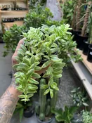 Aeschynanthus Bolero Bicolore 'Lipstick Variegated' — Seattle Plant Daddy