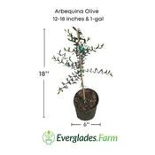 Arbequina Olive Tree, Semi-Dwarf