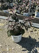 Hibiscus 'Cherry Choco Latte'