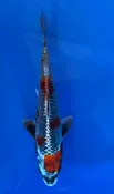16cm Japanese Imported Kujaku - Aokiya - QT-11 - 109