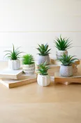 Geo Succulent Pot