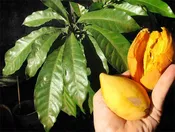 Canistel Egg Fruit