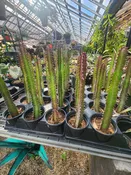 4″ Euphorbia Red Rubrum
