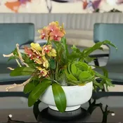 CASE STUDY GARDENS