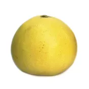 Chandler Pomelo Semi-Dwarf Tree