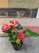 Anthurium (Flamingo Lily) - 4" | Natty Garden