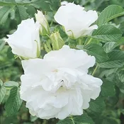Blanc Double de Coubert — Weeks Roses