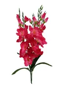 #043825CER –  27″ Gladiola, Bush x5 {CER}