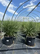 Calamagrostis acutiflora 'Karl Foerster' — Shreckhise Nurseries
