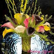 Bloom01208