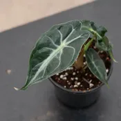 Alocasia 'Venom'