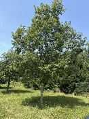 Purdue HTIRC Wildlife Select Precocious White Oak Seedlings (Quercus alba)